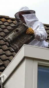 wat kost wespenbestrijding aan huis