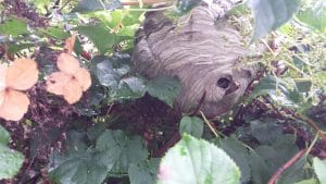 wespenbestrijding rosmalen