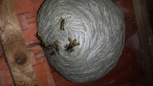 zelf wespen bestrijden