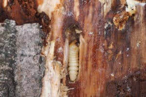 huisboktor larve in houw